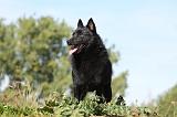 SCHIPPERKE 660